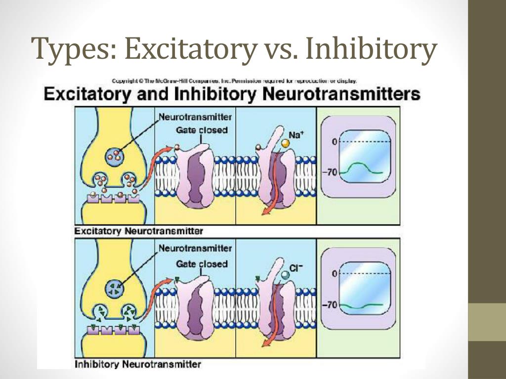 PPT Synapse and Communication Between Nerve Cells PowerPoint Presentation ID2504253