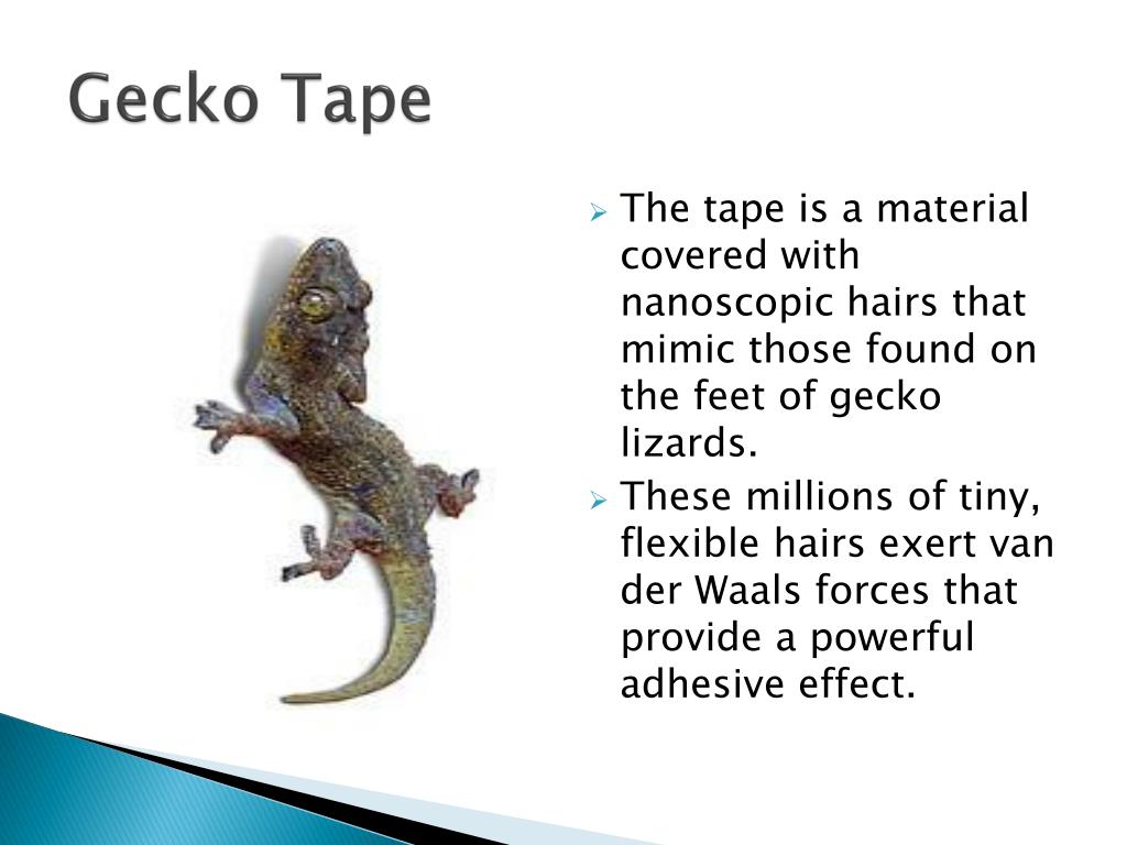 PPT Biomimicry PowerPoint Presentation, free download