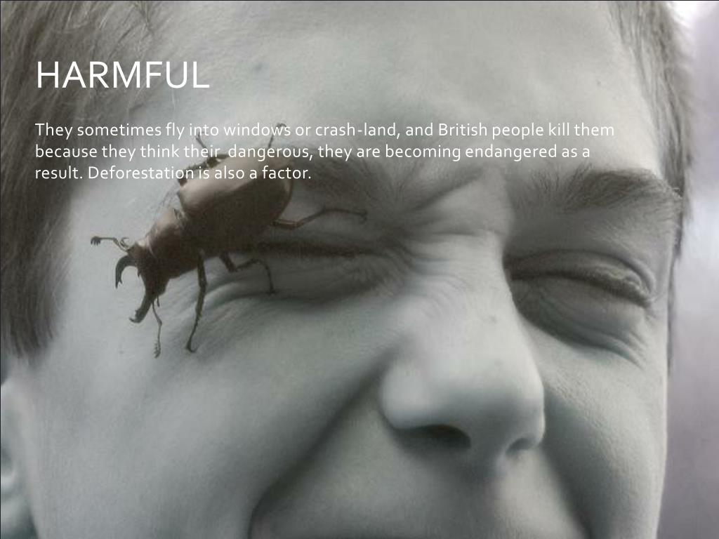 PPT STAG BEETLE PowerPoint Presentation, free download ID2506870