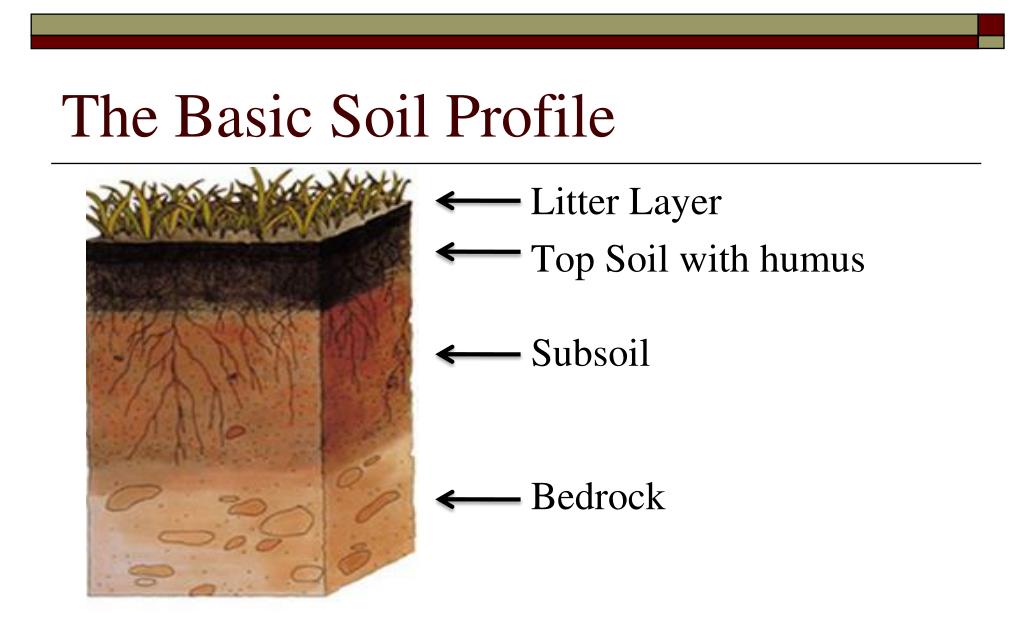 PPT UNIT 1 SUSTAINING ECOSYSTEMS PowerPoint Presentation, free download ID2507022