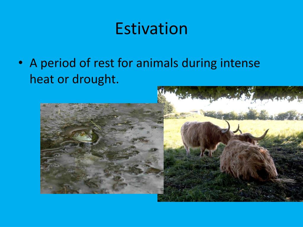 PPT Animal Behavior PowerPoint Presentation, free download ID2510107