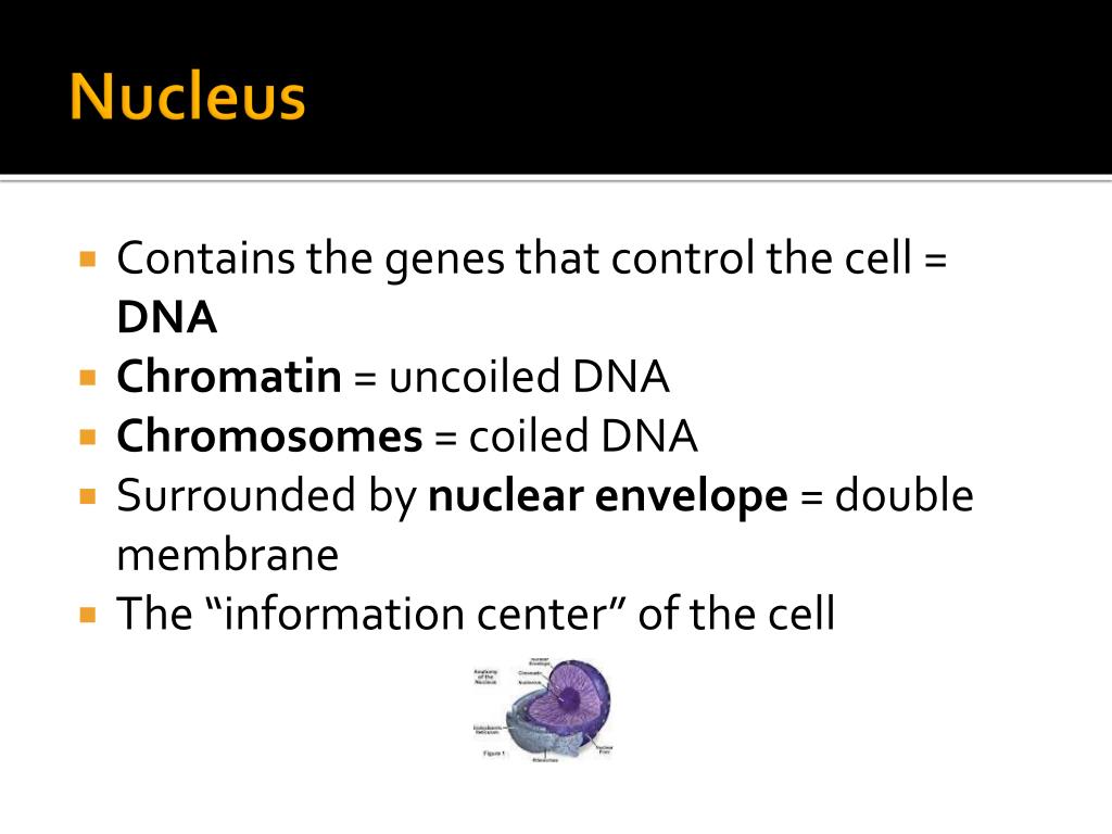 PPT Cell Structure PowerPoint Presentation, free download ID2512901