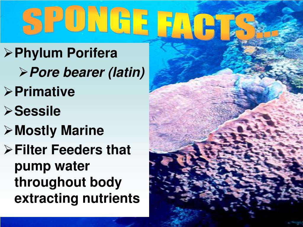 PPT Sponges PowerPoint Presentation, free download ID2516982