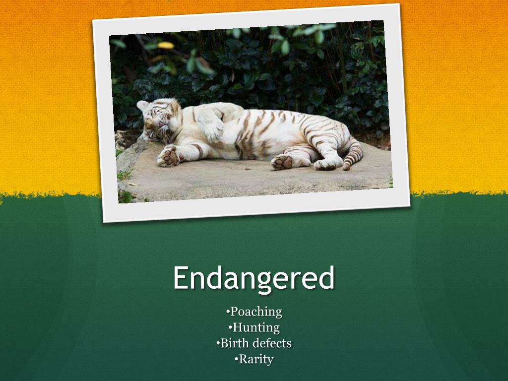 PPT White tiger PowerPoint Presentation, free download ID2518472