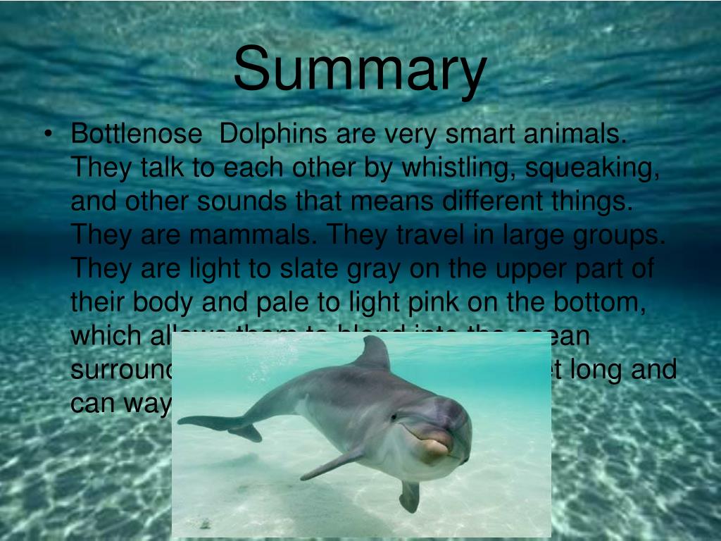 PPT Bottlenose Dolphin PowerPoint Presentation, free download ID