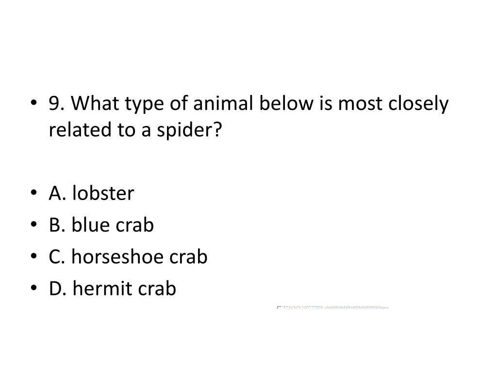 PPT Sponges, Cnidarians, and Arthropods Trivia PowerPoint
