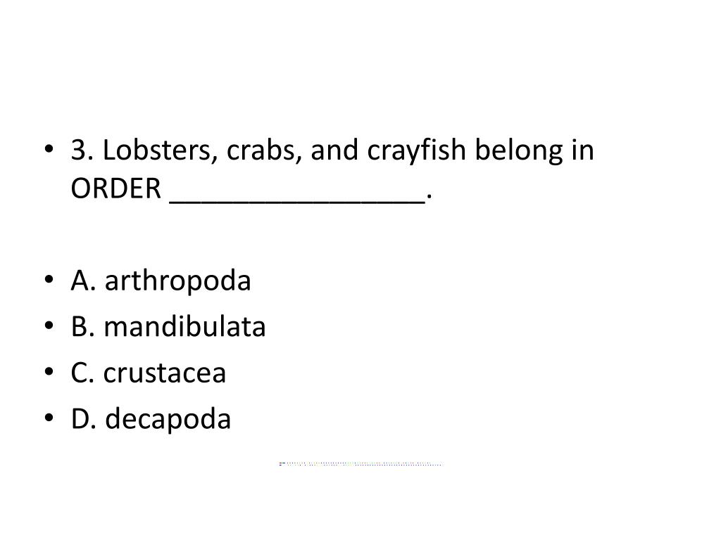 PPT Sponges, Cnidarians, and Arthropods Trivia PowerPoint