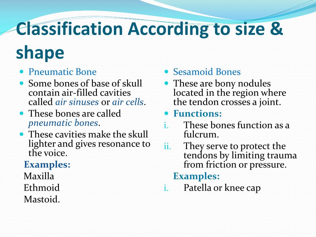 PPT BONES PowerPoint Presentation, free download ID2523709