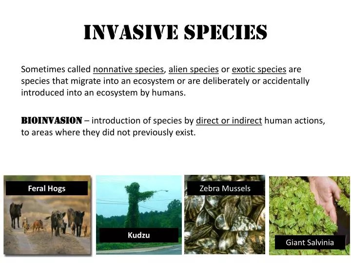 PPT Invasive Species PowerPoint Presentation, free download ID2526328