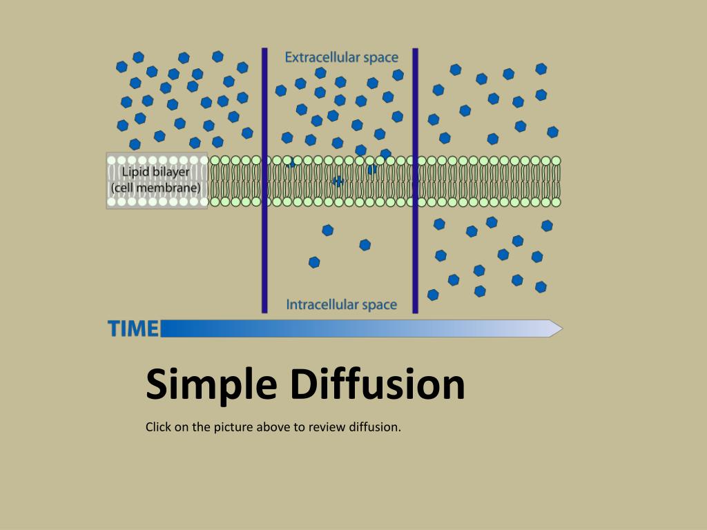 PPT - Solutions and Diffusion PowerPoint Presentation, free download