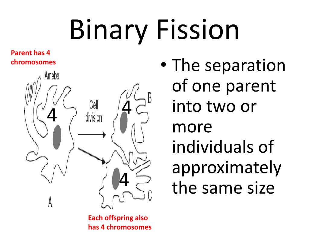 PPT Aim How and why do organisms reproduce? PowerPoint Presentation