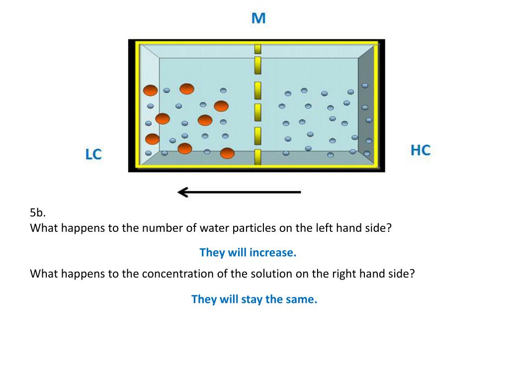 PPT Diffusion and Osmosis Worksheet PowerPoint Presentation, free