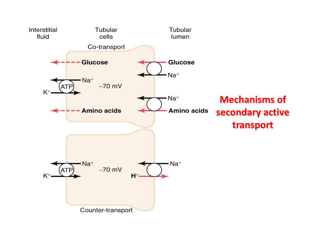 PPT Tubular reabsorption and tubular secretion PowerPoint