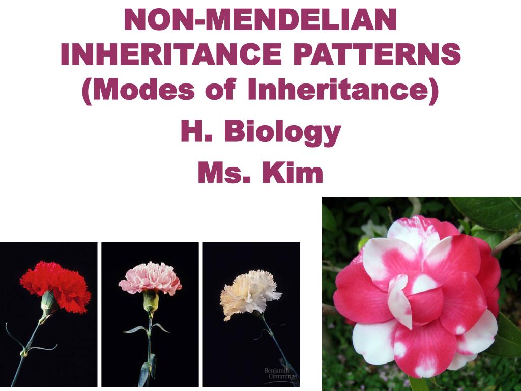 PPT NONMENDELIAN INHERITANCE PATTERNS (Modes of Inheritance) H