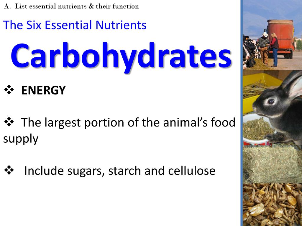 PPT Animal Nutrition & Feeding PowerPoint Presentation, free download