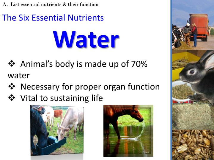 PPT Animal Nutrition & Feeding PowerPoint Presentation ID2570570