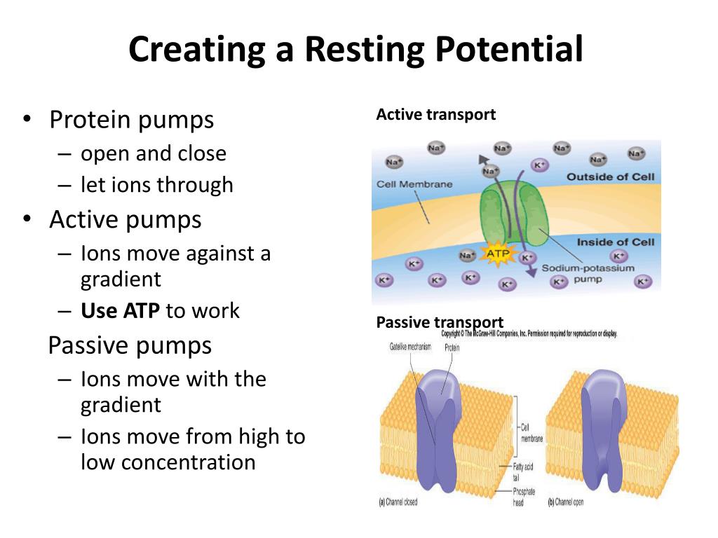PPT Nerve Impulses PowerPoint Presentation, free download ID2574549