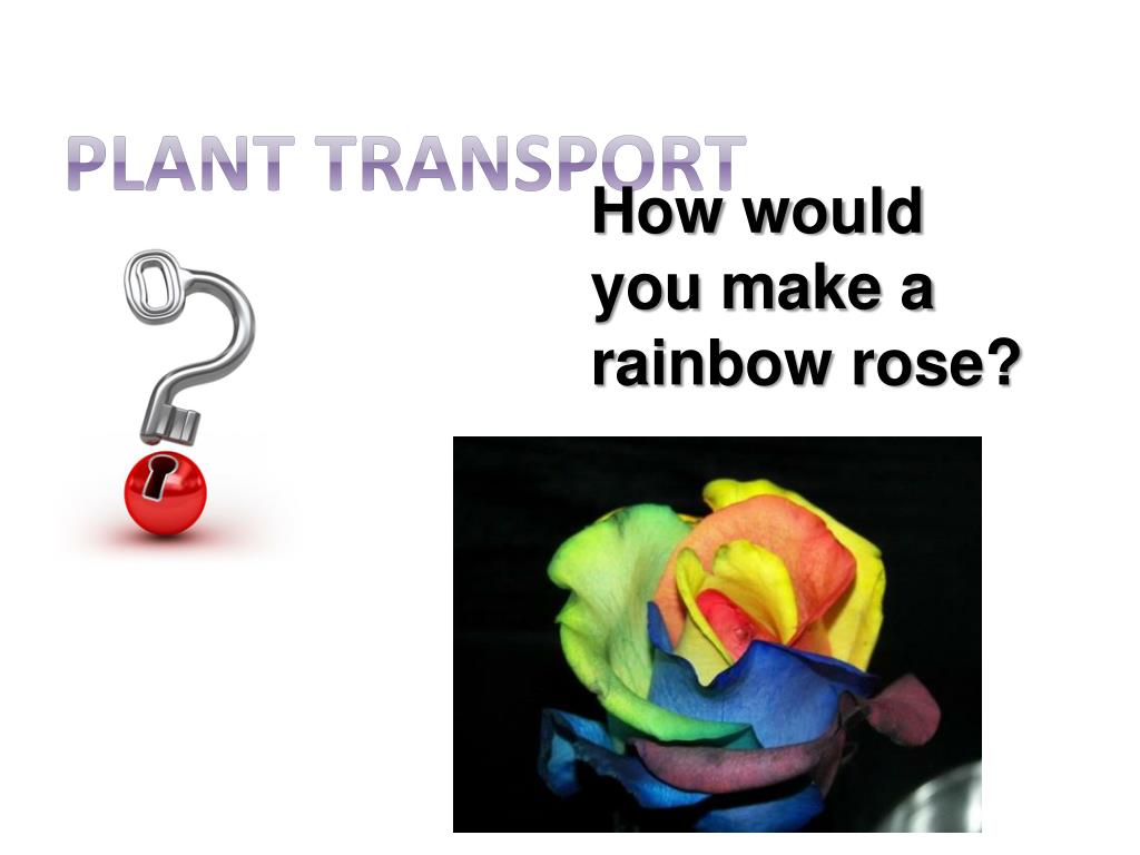 PPT Plant transport PowerPoint Presentation, free download ID2575125