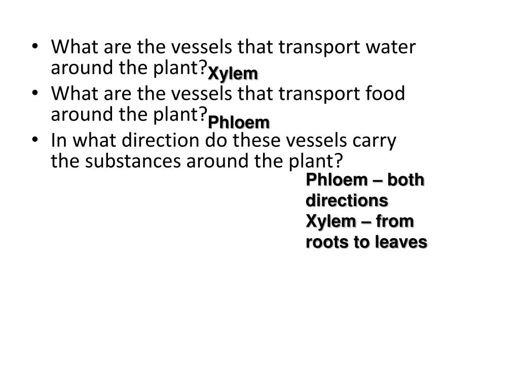 PPT Plant transport PowerPoint Presentation, free download ID2575125