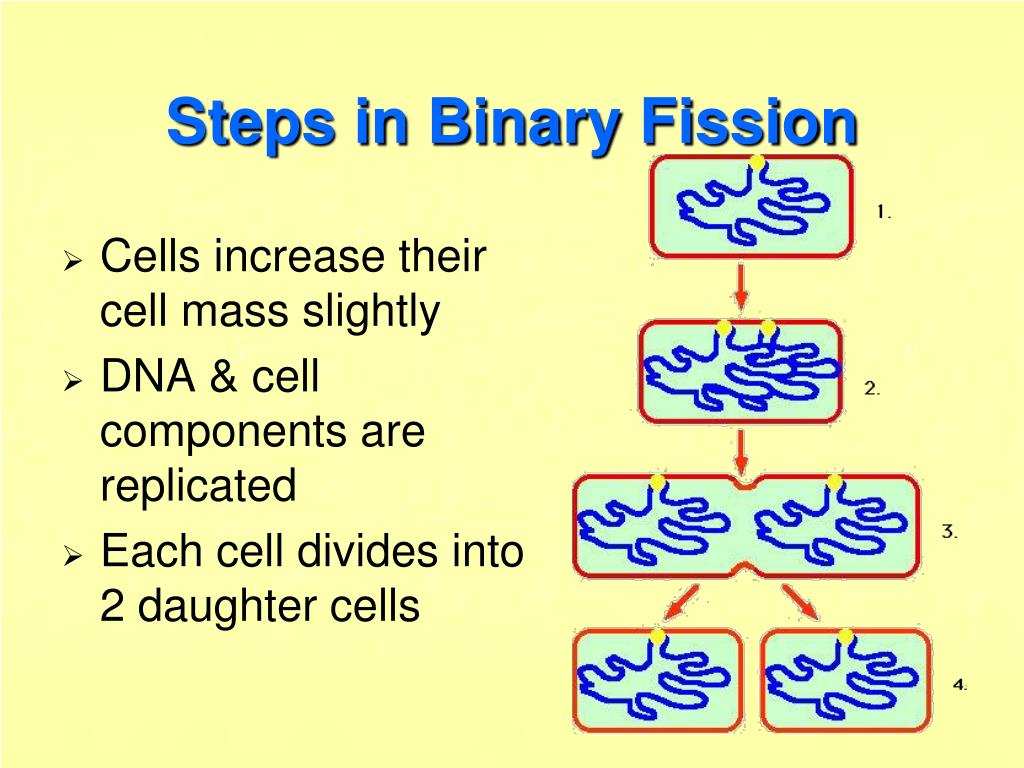 PPT Cells! PowerPoint Presentation, free download ID2575427
