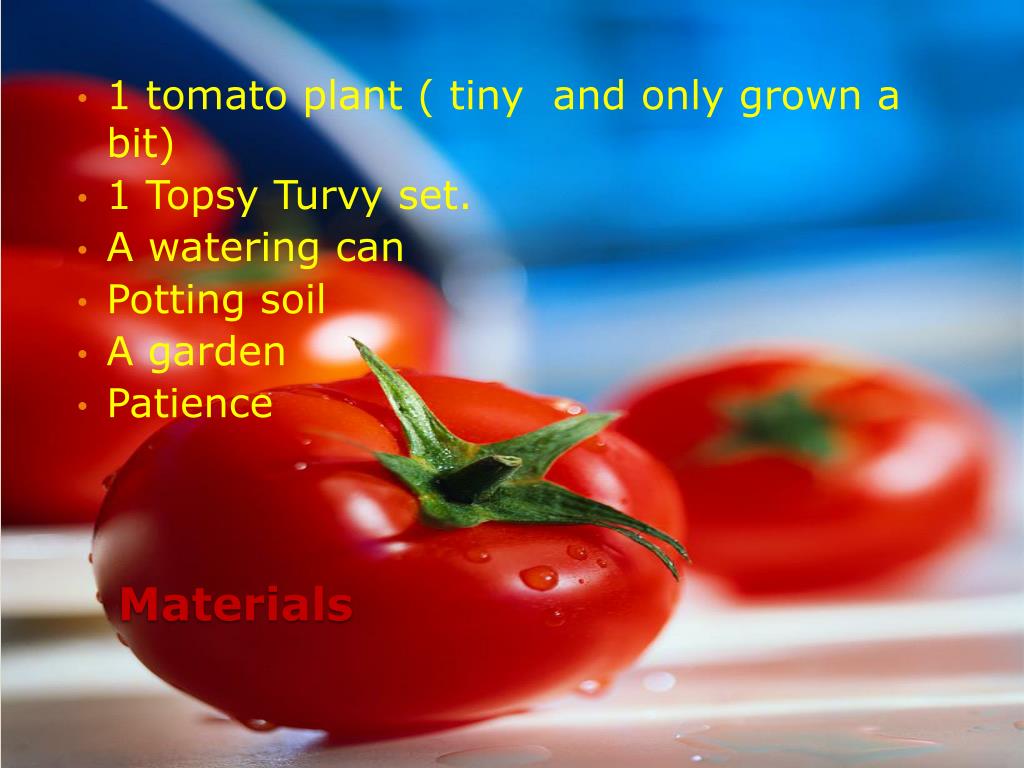 PPT Tomato Plant experiment PowerPoint Presentation, free download