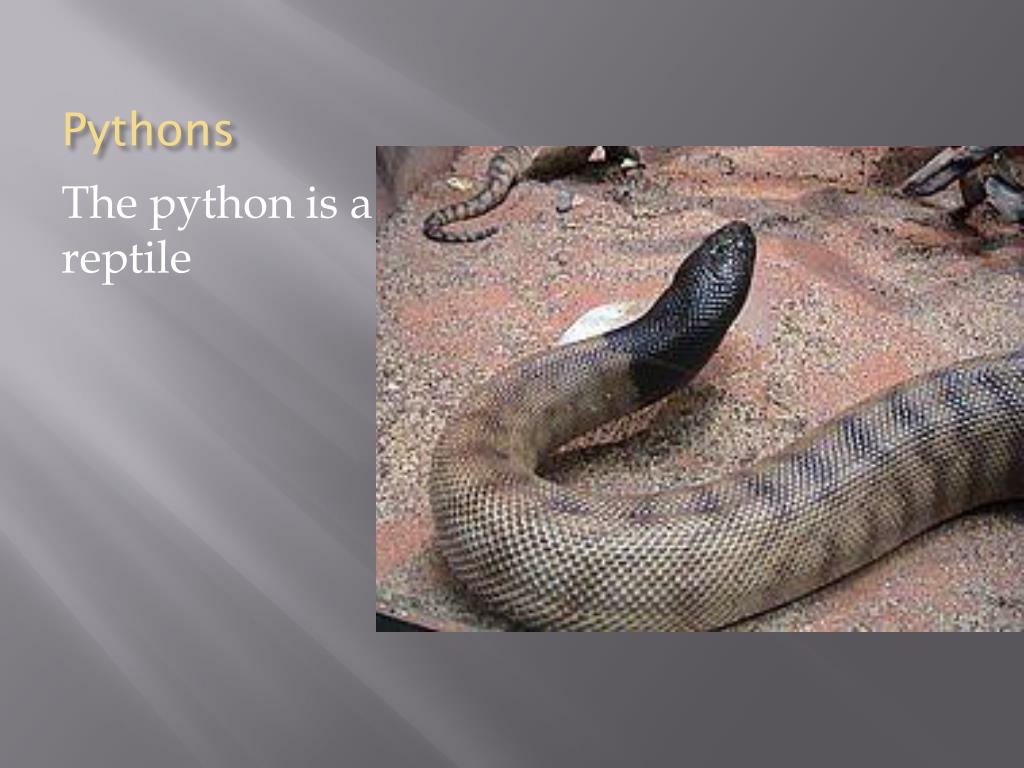 PPT Differences between Anacondas and Pythons PowerPoint Presentation