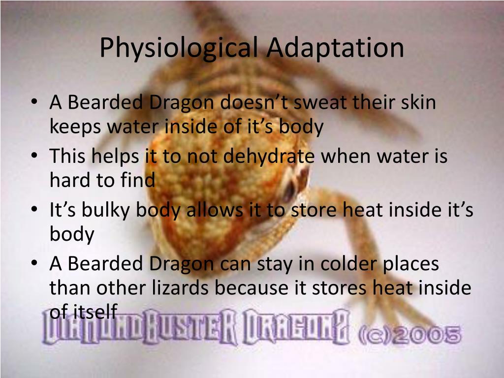 PPT Dragon Beard PowerPoint Presentation, Free