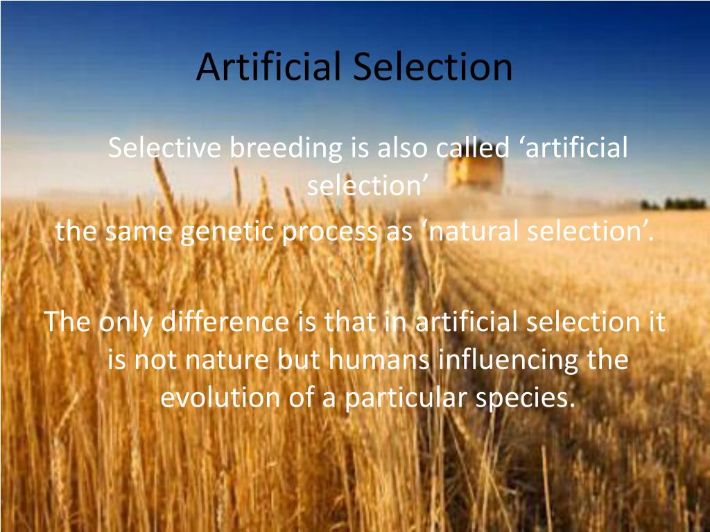 PPT Selective Breeding PowerPoint Presentation, free download ID