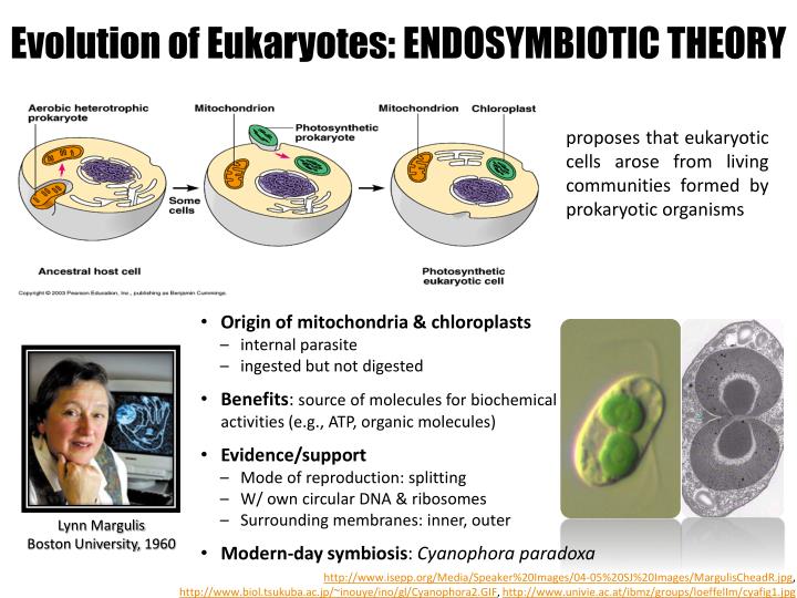 PPT Introduction to Eukaryotes PowerPoint Presentation ID2589068