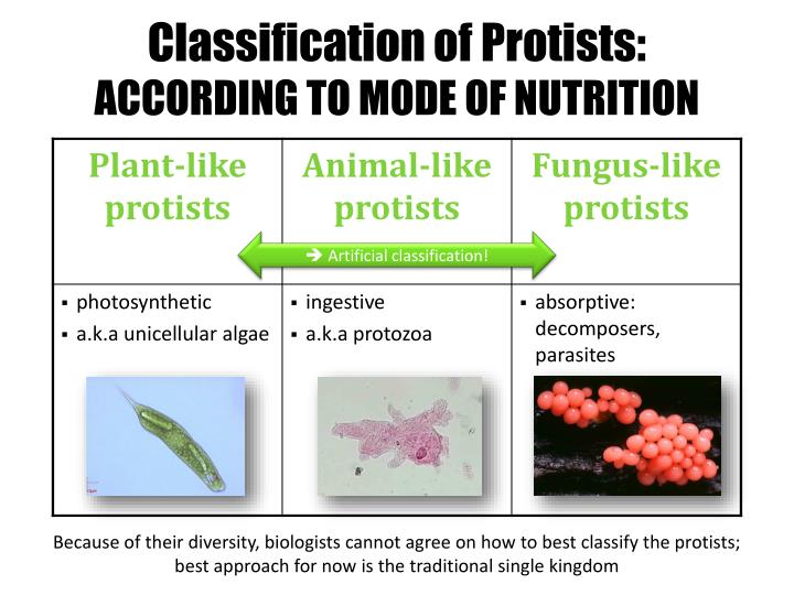PPT Introduction to Eukaryotes PowerPoint Presentation ID2589068