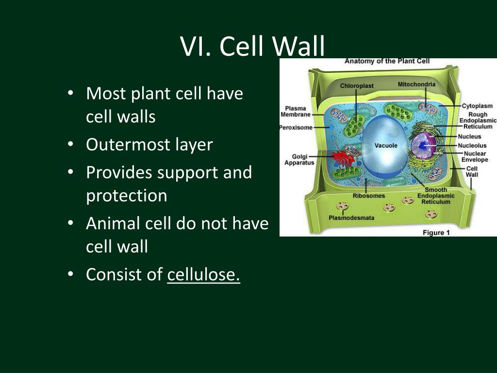 PPT Part 1 Types of Organisms PowerPoint Presentation, free download