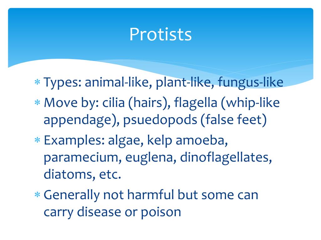 PPT Microbiology Fungi, Protists and Parasites PowerPoint