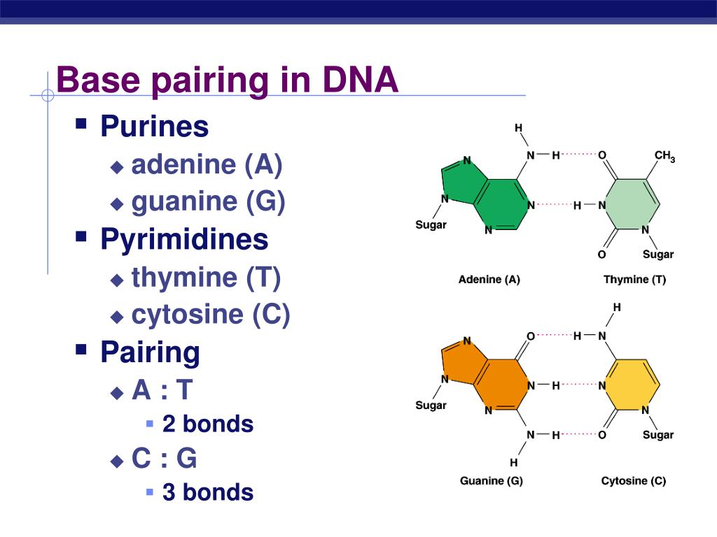 PPT DNA Replication PowerPoint Presentation, free download ID2591641