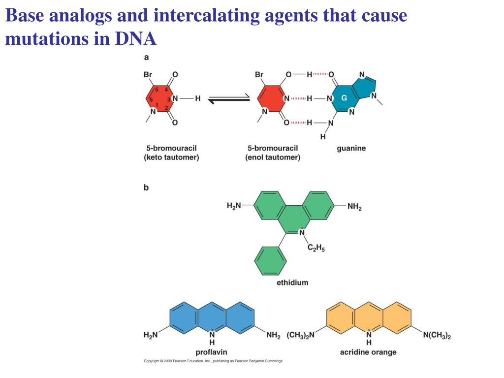 PPT The Mutability and Repair of DNA PowerPoint Presentation, free