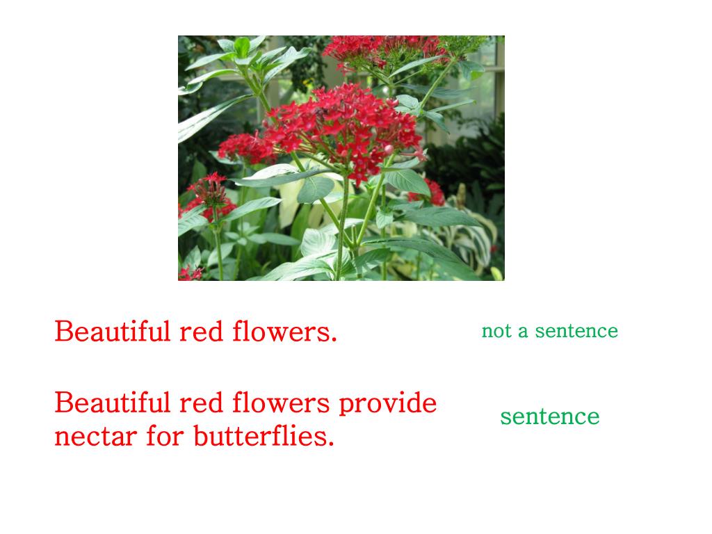 PPT Writing Complete Sentences PowerPoint Presentation, free download