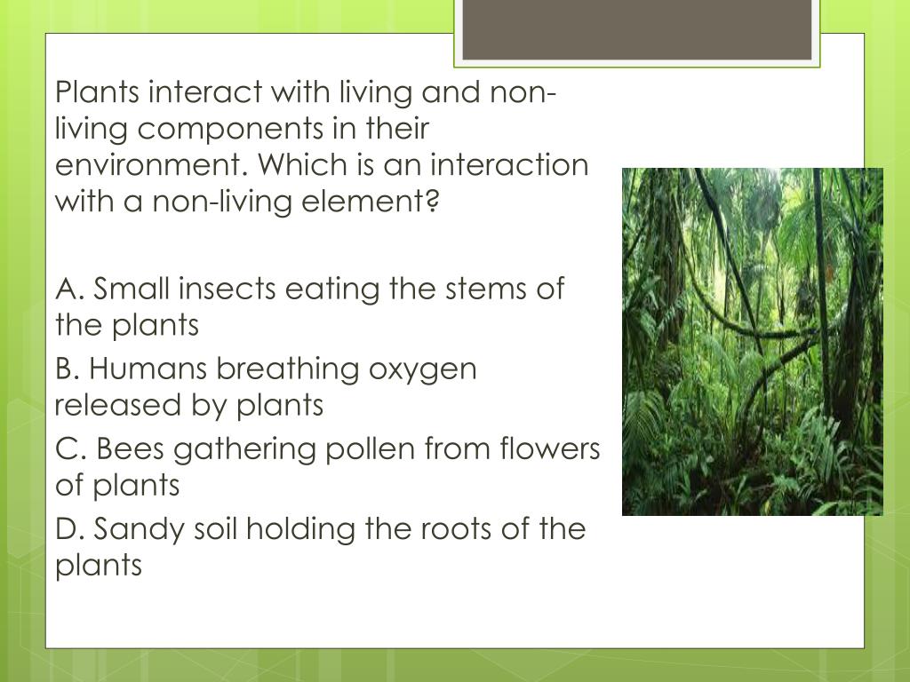 PPT Living Systems Review PowerPoint Presentation, free download ID