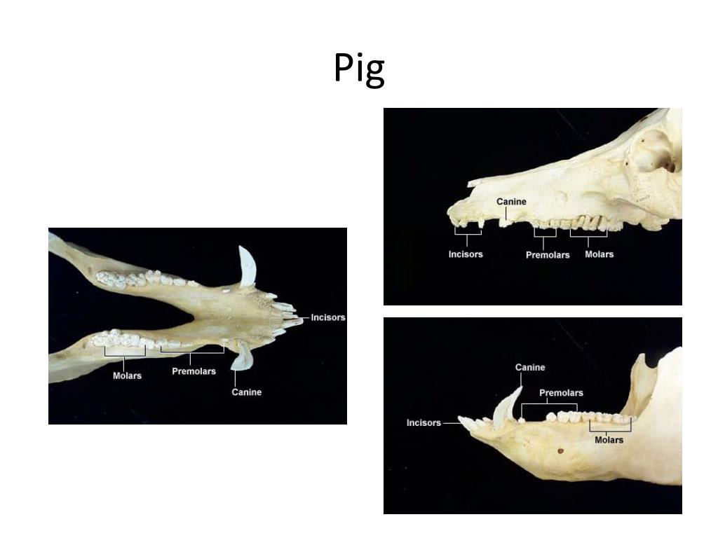 PPT Teeth PowerPoint Presentation, free download ID2600301