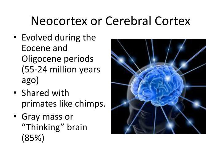 PPT MacLean's Triune Brain Theory PowerPoint