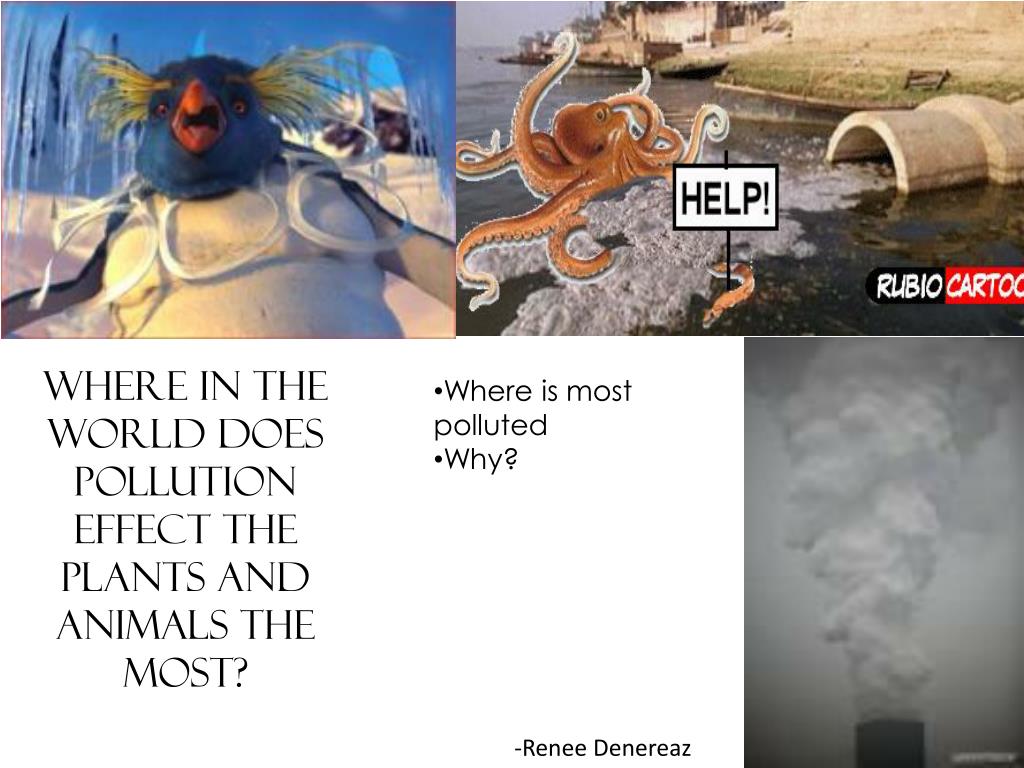 PPT Does pollution affect animals and wild life? How? PowerPoint