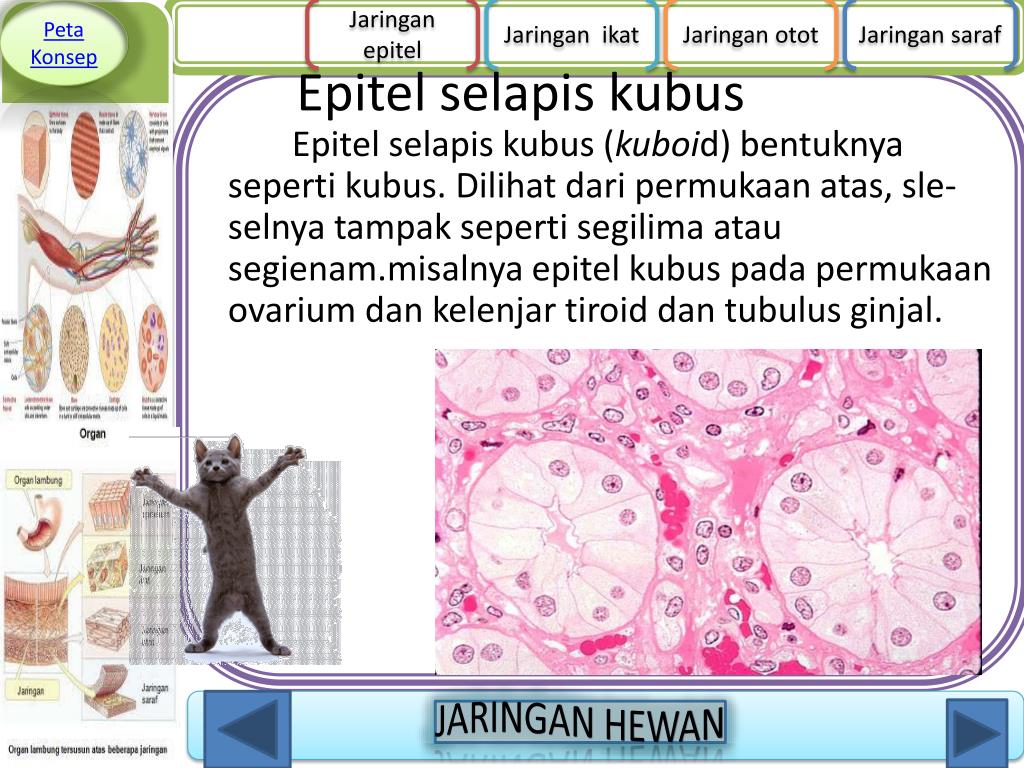 PPT JARINGAN HEWAN VERTEBRATA PowerPoint Presentation, free download