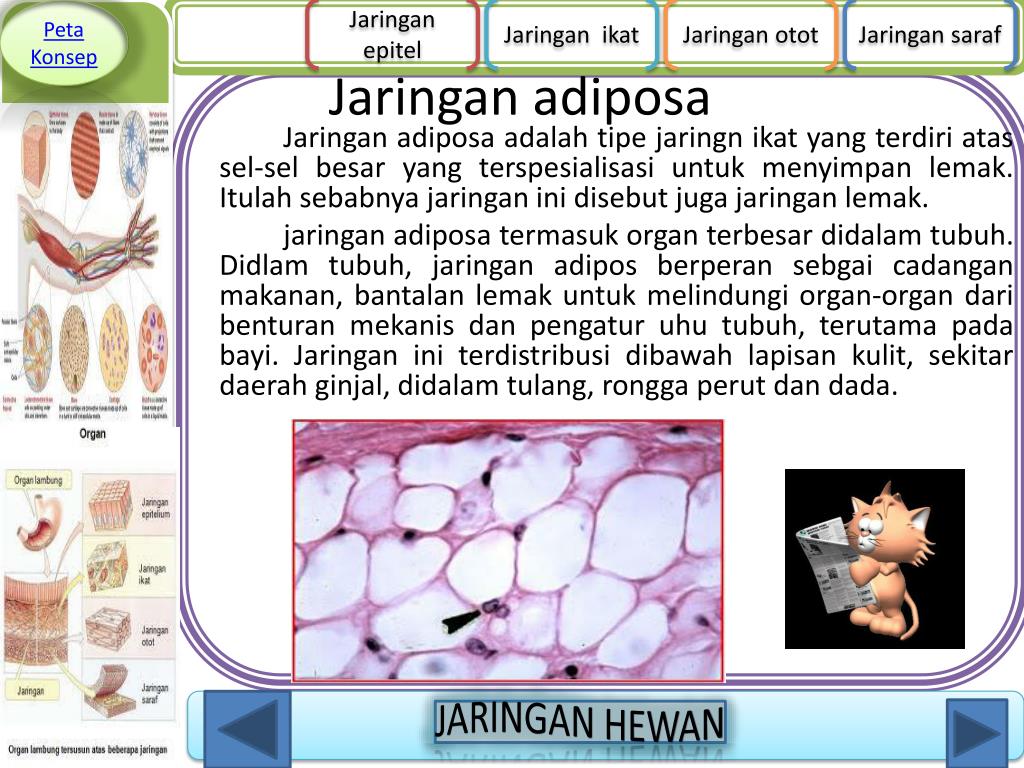 Peta Konsep Jaringan Hewan Beberapa jaringan dasar penyusun tubuh