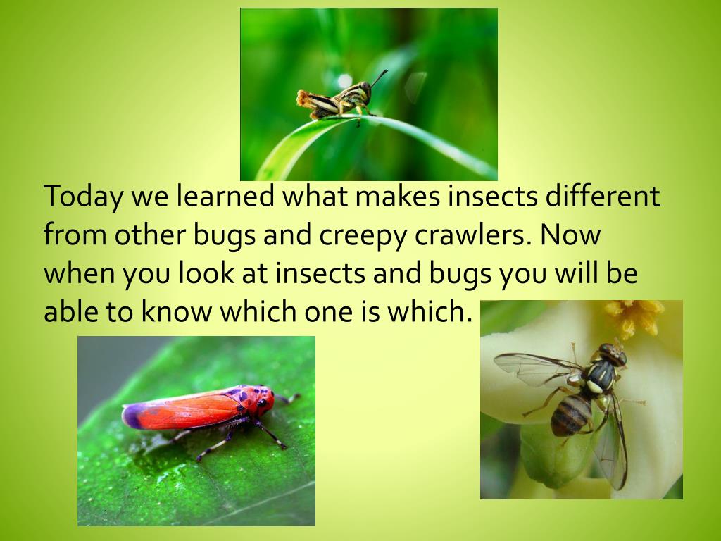 PPT Is It an Insect, Yes or No? PowerPoint Presentation, free download ID2620173