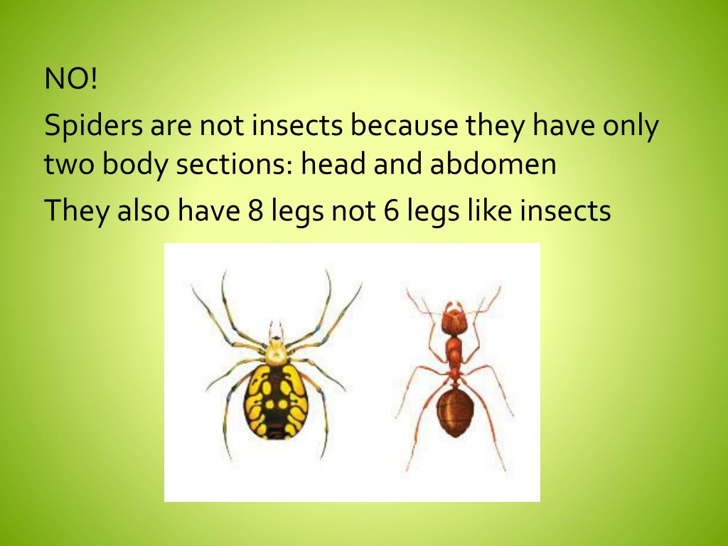 PPT Is It an Insect, Yes or No? PowerPoint Presentation, free download ID2620173
