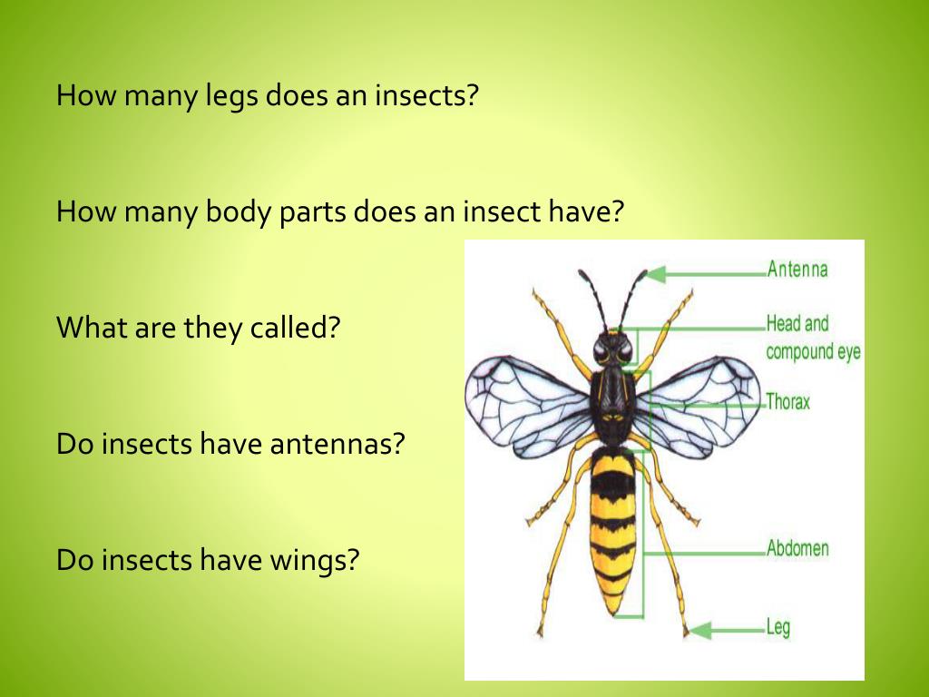 PPT Is It an Insect, Yes or No? PowerPoint Presentation, free download ID2620173