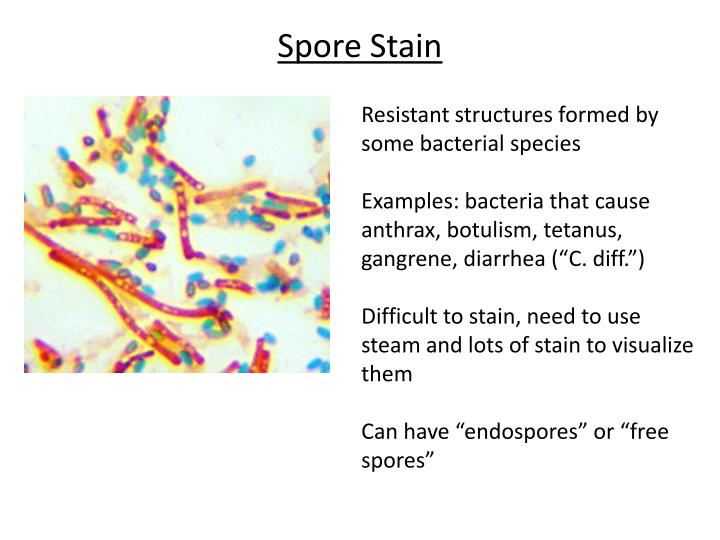 PPT Microscopy PowerPoint Presentation ID2620783