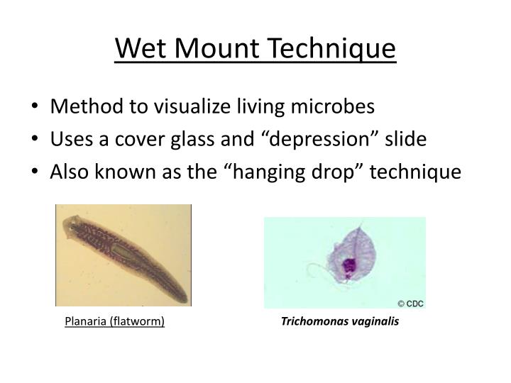 PPT Microscopy PowerPoint Presentation ID2620783