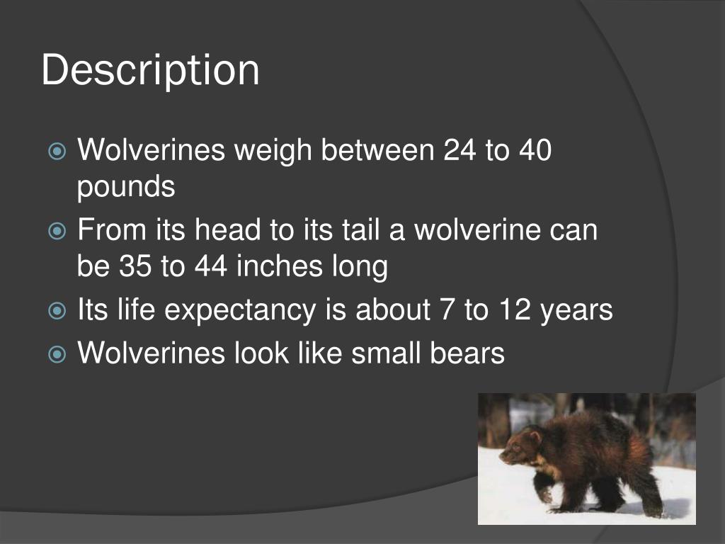 PPT Wolverine PowerPoint Presentation, free download ID2622083