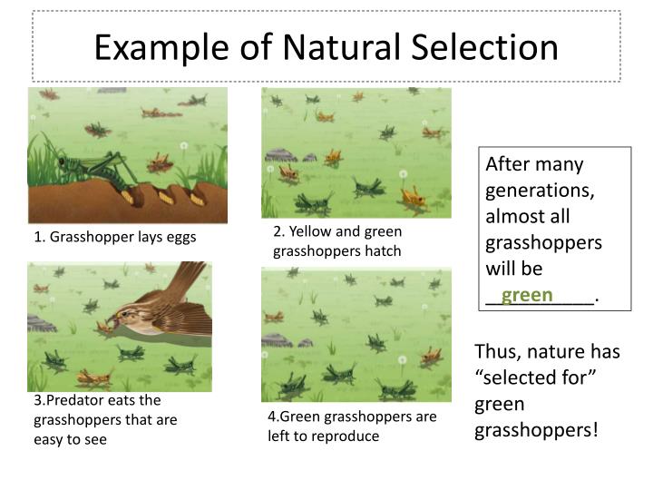 PPT Evolution PowerPoint Presentation ID2622750