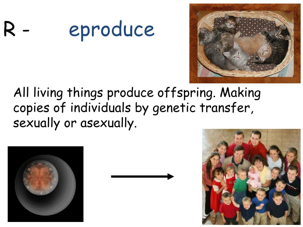 PPT What makes something alive ? PowerPoint Presentation, free