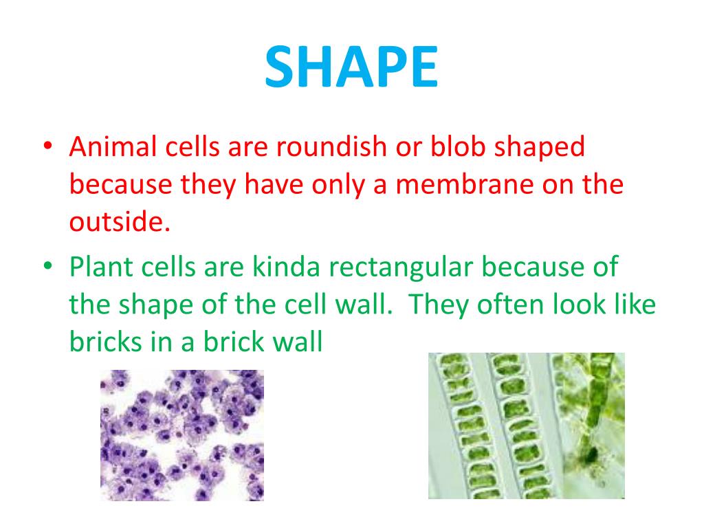 Animal Cells Have Shape Pin na Komórki i tkanki The role and